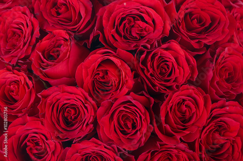 Naklejka dekoracyjna Bright red roses background