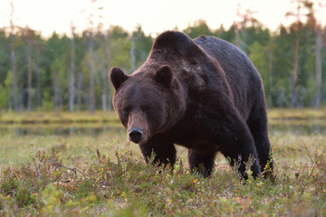 Wall Mural - Brown bear (Ursus arctos) portrait. Male bear. Close up. Bear face. Paw. Claws.