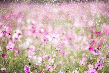 Wall Mural - Beautiful cosmos flower with rain, violet filter