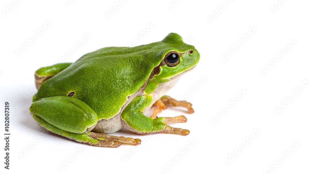 European green tree frog sitting isolated on white - obrazy, fototapety, plakaty 