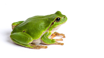 european green tree frog sitting isolated on white