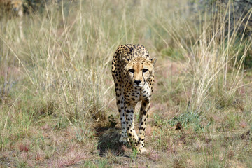 Wall Mural - africa. namibia. cheetah