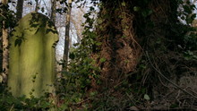 Cemetery: Tracking Reveal Shot Onto A Blank Gravestone In An Overgrown English Graveyard