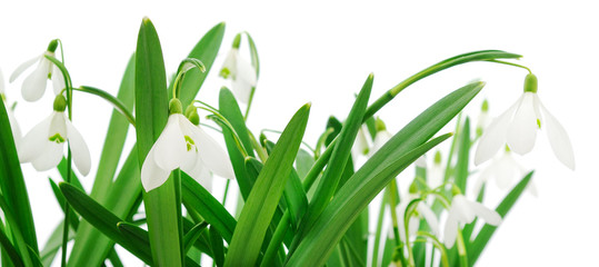 Poster - Snowdrops (Galanthus nivalis) on white background