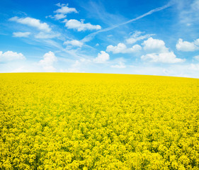 Wall Mural - flowers of oil in rapeseed field