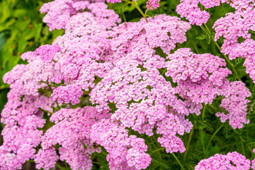 Canvas Print - Close up of beautiful light pink flowers