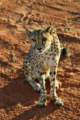 Wall Mural - africa. namibia. cheetah
