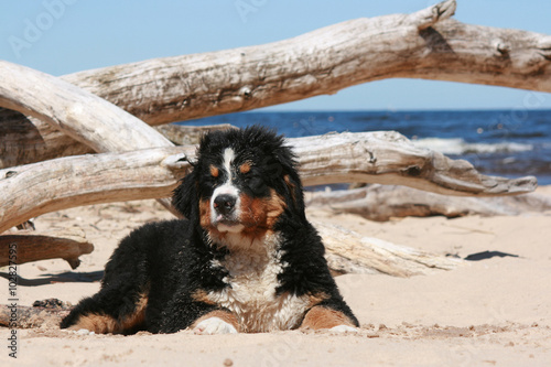 Naklejka ścienna Sennenhund puppy