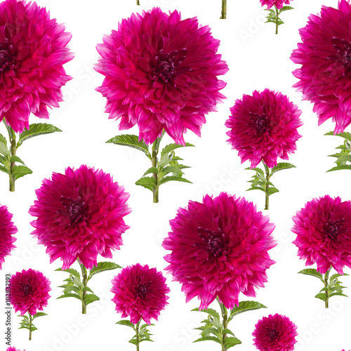 seamless pattern of pink dahlia leaves green stem