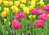 Fototapeta Tulipany - Field of  beautiful tulips
