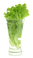 Wall Mural - Fresh lettuce in a glass