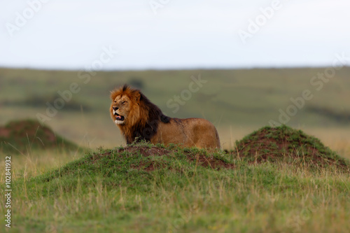 Fotografía Gran león del lápiz labial de Rekero orgullo entre algunos termiteros en Masai M