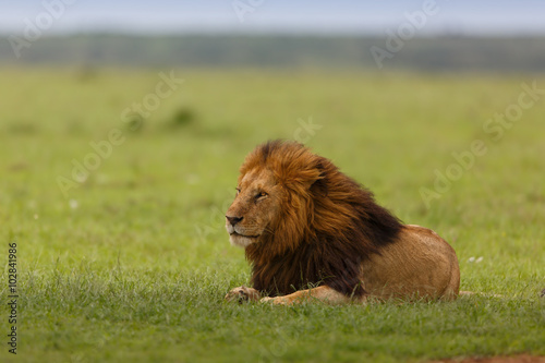 Pinturas sobre lienzo León Notch II en Masai Mara, Kenia