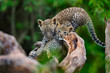 Leopard cubs (two month) playing on a dry tree in Masai Mara, Kenya