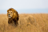 Fototapeta Sawanna - Mighty Lion watching the lionesses who are ready for the hunt in Masai Mara, Kenya