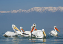 Flock Of Dalmatian Pelicans In Breeding Colors, With Snowy Mountains In Background, Greece