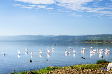 Lake Nakuru, Kenya