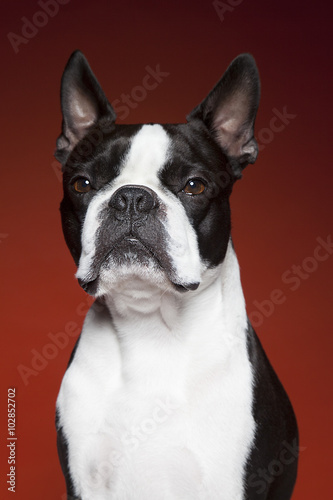 Plakat na zamówienie Boston Terrier On red backdrop