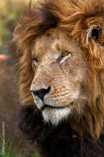 Fotografía Portrait of legendary Lion Notch in Masai Mara, Kenya