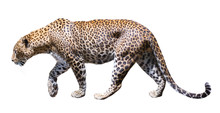 Movement Leopard