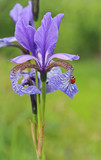 blue iris and a ladybird on a petal