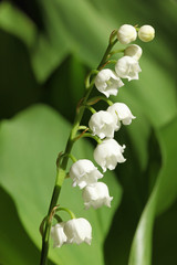 Sticker - Brin de muguet