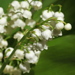 Poster - Brin de muguet