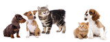 Fototapeta Zwierzęta - puppy and kitten , Group of cats and dogs in front of white background