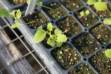 Wall Mural - kale seedlings