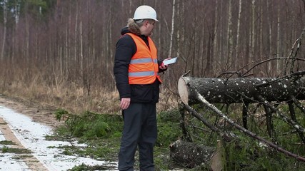 Poster - Forest inspector using tablet PC in destroyed forest at spruce