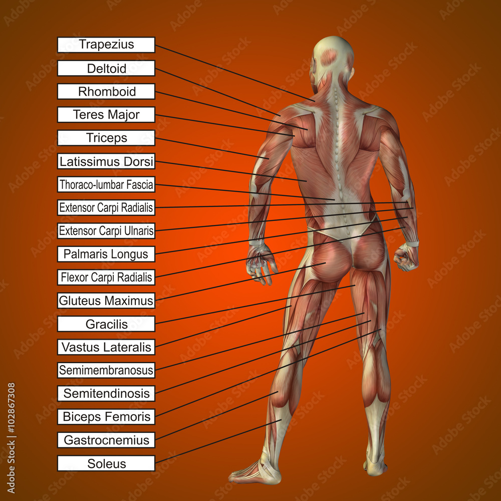 3D human male anatomy with muscles and text Stock Illustration | Adobe ...