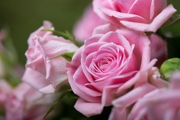 Wall Mural - Pink roses in the garden