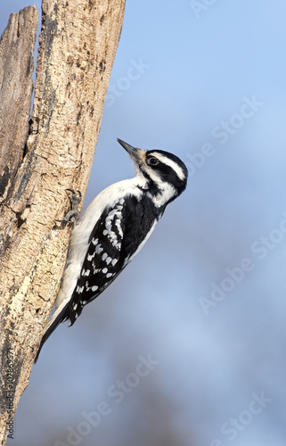 Fototapeta na wymiar Female Hairy Woodpecker (Picoides villosus)