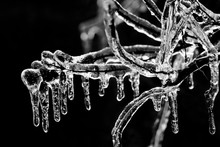 Ice Covers Tree Branches In Winter