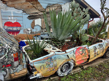 Abandoned Junk Car Filled With Growing Succulent Plants - Landscape Color Photo