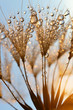 Dewy dandelion flower at sunrise close up