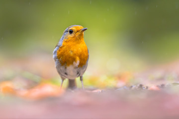 Sticker - Curious Red Robin