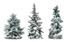 Fir-trees With Snow, Isolated On White