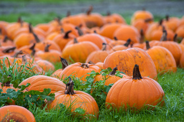 halloween's pumpkin