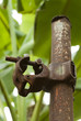 Old scaffold and Rusty pipe clamp