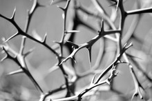 Vicious Thorns On Bush. Sharp And Threatening Thorns On A Plant In Black And White

