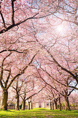 Fotomurales - Farbe des Frühlings: Garten mit Japanischen Kirschblüten :)
