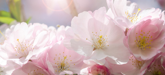 Fotomurales - Spring Dream : Japanese cherry blossoms :)