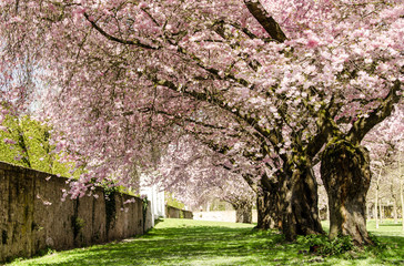 Fotomurales - Spring Dream : Japanese cherry blossoms :)