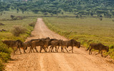 Fototapeta Sawanna - Antylopy gnu w Parku Serengeti