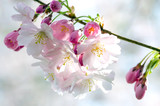 Fototapeta Łazienka - Spring Dream : Japanese cherry blossoms :)