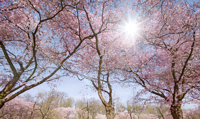 Fotomurales - Spring Dream : Japanese cherry blossoms :)