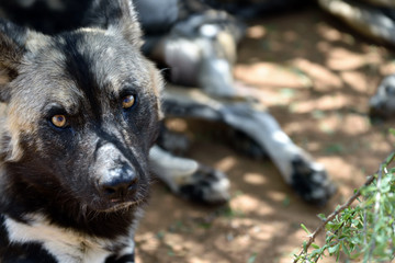 Wall Mural - african wild dog