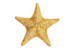 seastar starfish on a white background