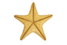 Seastar Starfish Back On A White Background
